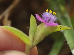 Cyanotis fasciculata