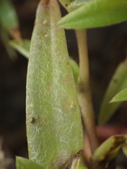 Cyanotis fasciculata