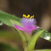Cyanotis fasciculata - Photo (c) Aditya Bari,  זכויות יוצרים חלקיות (CC BY-NC), uploaded by Aditya Bari