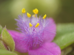 Cyanotis fasciculata