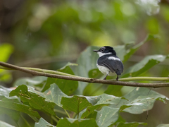 Platysteira castanea