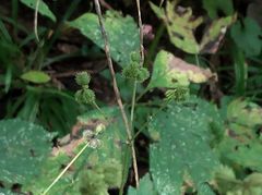 Sanicula canadensis canadensis