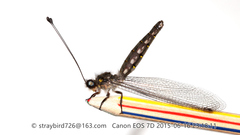 Protidricerus japonicus