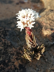Crassula alpestris