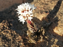 Crassula alpestris