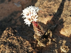Crassula alpestris