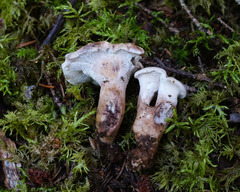 Sarcodon stereosarcinon