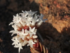 Crassula alpestris