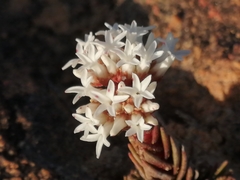 Crassula alpestris