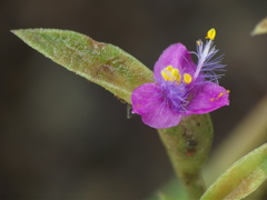 Cyanotis fasciculata