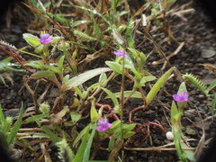 Cyanotis fasciculata