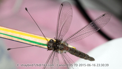 Protidricerus japonicus