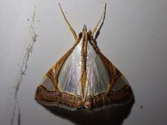 Agrioglypta eurytusalis