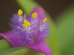 Cyanotis fasciculata