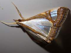 Agrioglypta eurytusalis