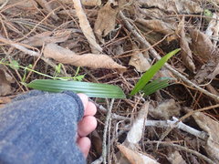 Trachycarpus fortunei