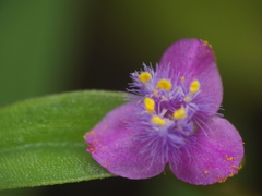 Cyanotis fasciculata
