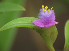 Cyanotis fasciculata