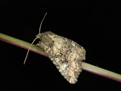 Mesapamea concinnata