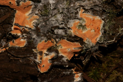 Hypomyces armeniacus