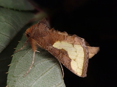 Thysanoplusia intermixta