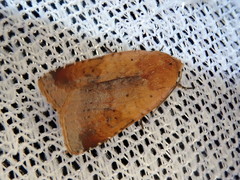 Diarsia pacifica