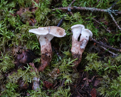 Sarcodon stereosarcinon