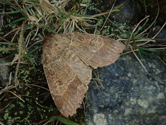 Sineugraphe bipartita