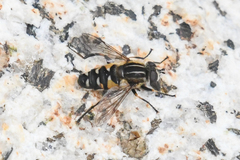 Helophilus groenlandicus