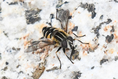 Helophilus groenlandicus