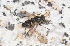 Helophilus groenlandicus