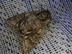 Pheosiopsis olivacea