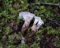 Sarcodon stereosarcinon