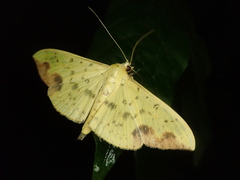 Botyodes principalis