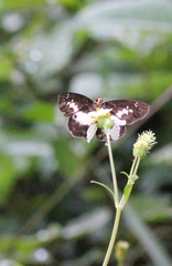 Gerosis phisara