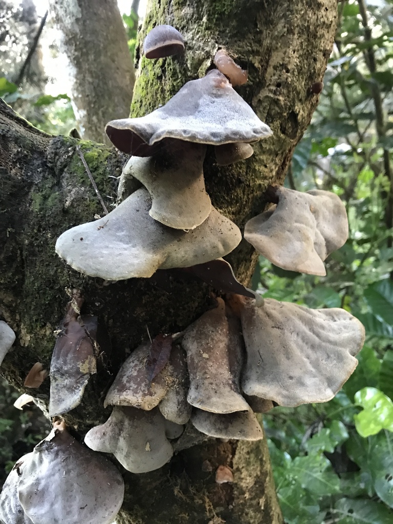 Ear fungus from Whangarei, Matapouri, Northland, NZ on September 02