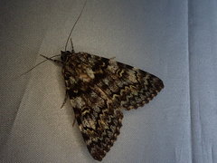 Catocala connexa