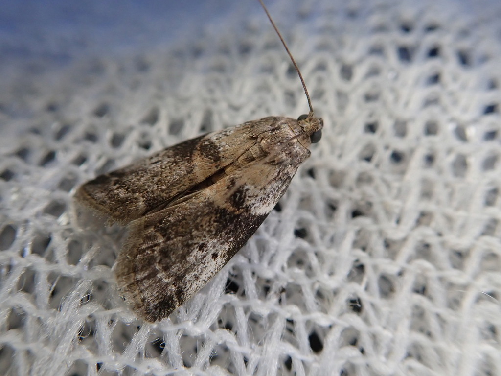 Acrobasis cymindella