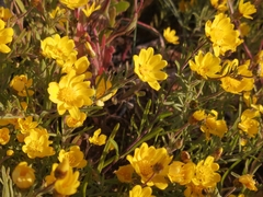 Rhynchopsidium pumilum