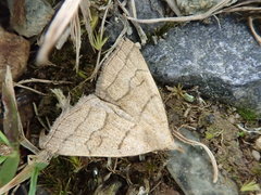 Herminia arenosa