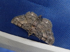 Gymnoscelis esakii