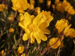 Rhynchopsidium pumilum