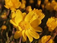 Rhynchopsidium pumilum