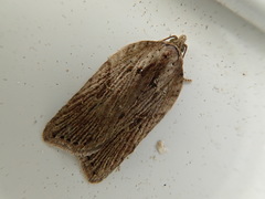 Acleris submaccana