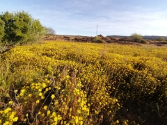 Rhynchopsidium pumilum