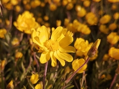 Rhynchopsidium pumilum