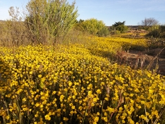 Rhynchopsidium pumilum