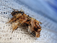 Callopistria repleta