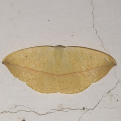 Acantholipini
