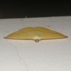 Acantholipini